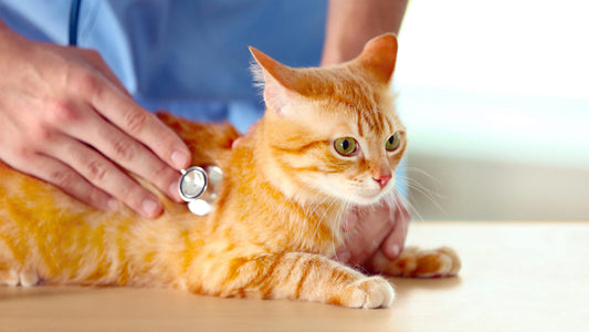 Polvere per FIP gatto: perché è pericolosa e non va usata come trattamento