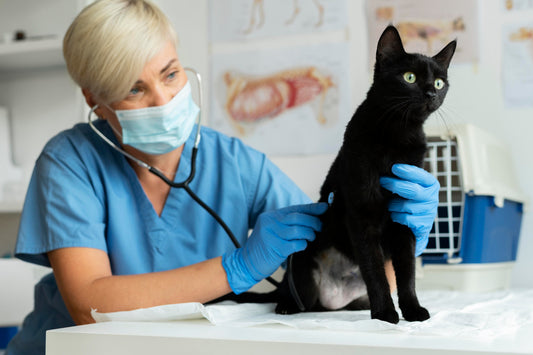 Primi 7 giorni di terapia FIP nel gatto: cosa aspettarsi e cosa controllare