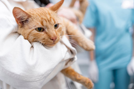 Il veterinario sospetta la FIP nel gatto: cosa fare subito