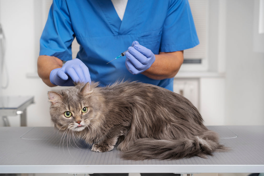 Quanto costa il farmaco per la FIP del gatto