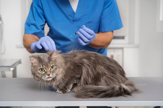 Quanto costa il farmaco per la FIP del gatto