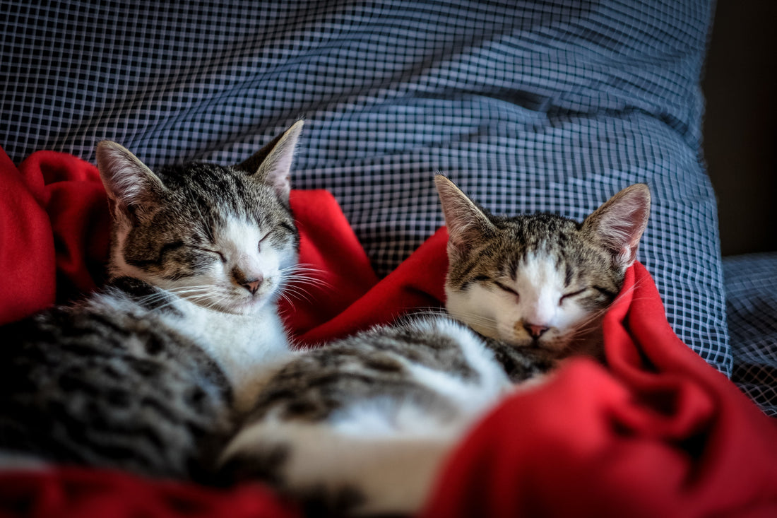 La FIP è contagiosa? Come si trasmette tra gatti e cosa fare in casa