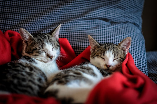 La FIP è contagiosa? Come si trasmette tra gatti e cosa fare in casa