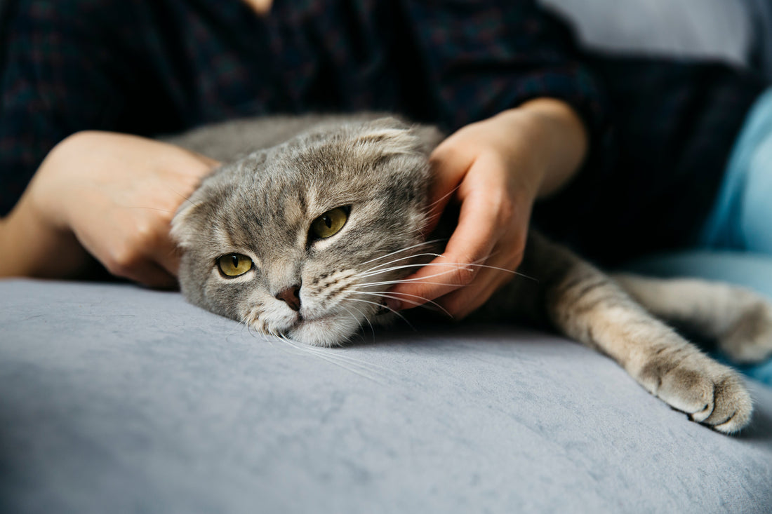 gatto con la fip e felv
