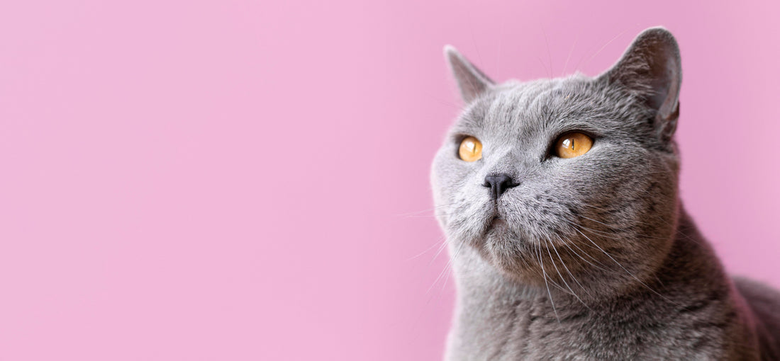Farmaco FIP gatto: dove trovare il GS-441524 e cosa valutare prima di acquistarlo