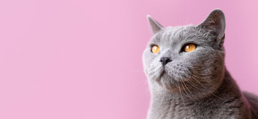 Farmaco FIP gatto: dove trovare il GS-441524 e cosa valutare prima di acquistarlo