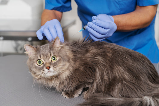 terapia fip gatto italia affidabile