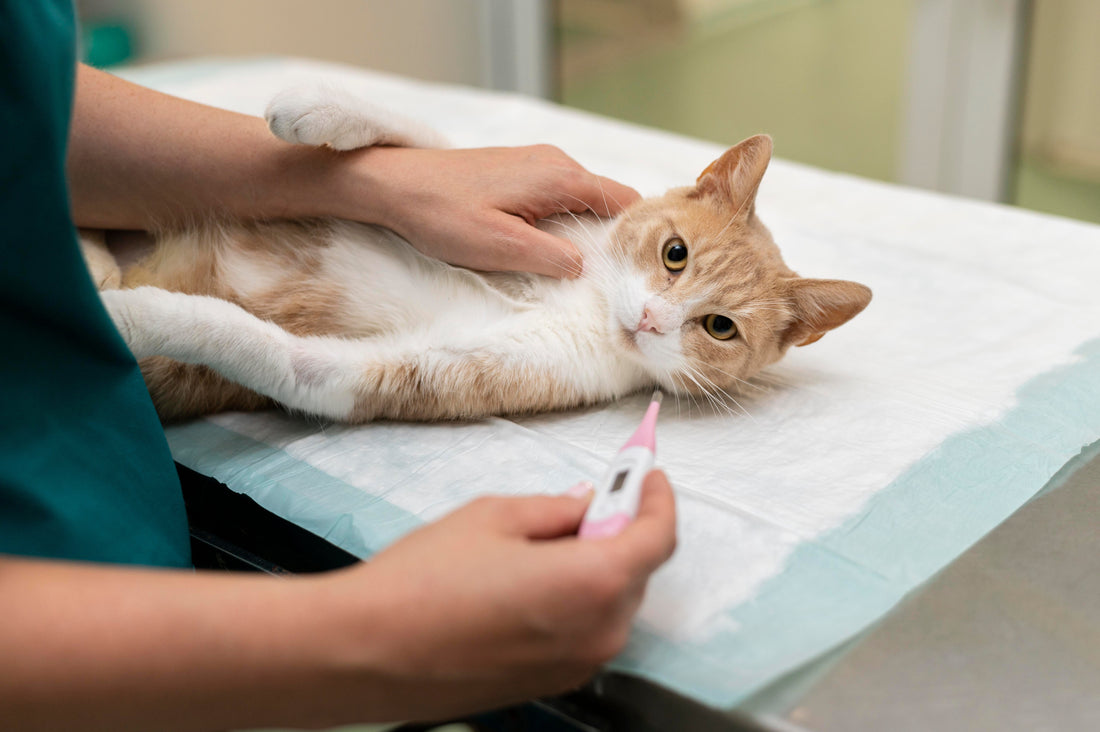 cura per fip del gatto farmaco italia